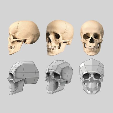 Low Poly Skull, Skull Proportions, Skull Anatomy, Skull Reference, Skull Shape, Face Anatomy, Anatomy Sculpture, Human Anatomy Drawing, Skulls Drawing