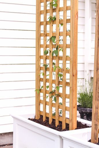 Privacy Planter, Planter Trellis, Diy Garden Trellis, Trellis Ideas, Diy Trellis, Garden Vines, Backyard Privacy, Apartment Patio, Trellis Design