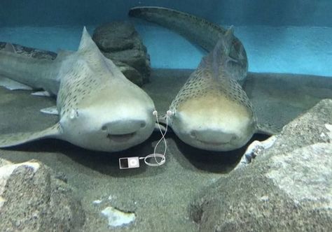 Shark Aesthetics Cute, Silly Lemon Shark, Sharks Being Silly, Silly Sea Animals, Milk Shark, Sharks In Love, Sharks Aesthetic, Shark Pics, Sharks Cute