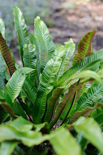 Asplenium Scolopendrium - Hart's Tongue Fern Asplenium Scolopendrium, Townhouse Garden, Ferns Garden, Exotic Orchids, Fern Plant, Botanical Beauty, Shade Plants, Foliage Plants, Aquatic Plants