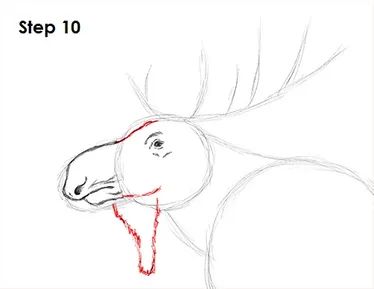 Moose Drawing 10 Moose Drawing, Moose Painting, Moose Pictures, Animal Tutorial, Moose Decor, Drawing Instructions, Moose Head, Bull Moose, Moose Antlers