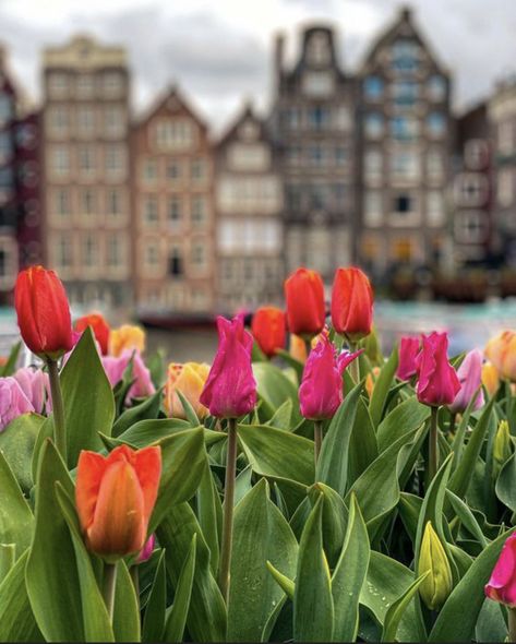 Tulip Field Amsterdam, Amsterdam Tulip Fields, Holland Tulip Fields, Ivy Trellis, Holland Tulips, Tulips Holland, Trellis Wall, Amsterdam Tulips, Dutch Tulip