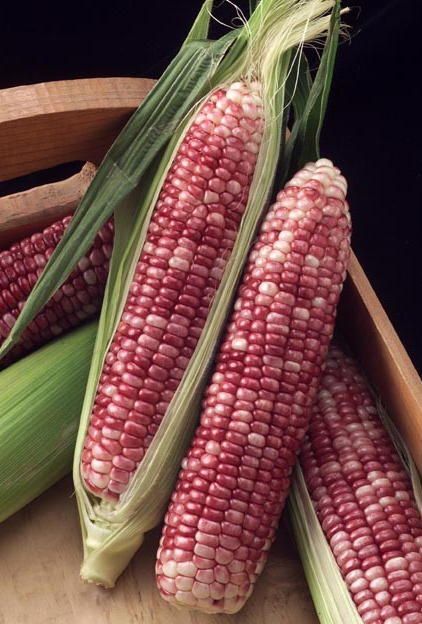 ภเгคк ค๓๏ Glass Gem Corn, Corn Seed, Indian Corn, Corn On The Cob, Harvest Time, Exotic Fruit, Sweet Corn, Fruit And Veg, Fruits And Veggies