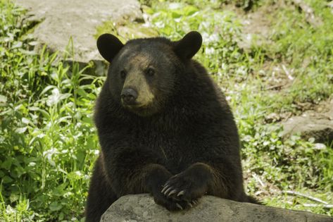 How to Deter Bears from Your Property Smoky Mountain Vacation, Gatlinburg Pigeon Forge, Black Bear Cub, Livestock Feed, Strongest Animal, Livestock Guardian Dog, Smoky Mountains Vacation, Livestock Guardian, Bear Attack