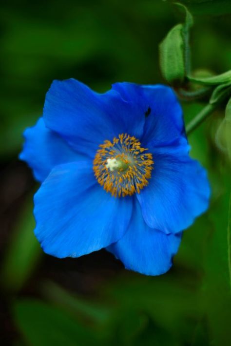 Himalayan Blue Poppies, Himalayan Poppy, Himalayan Blue Poppy, Boston Apartment, Blue Poppies, Seed Starting Mix, English Gardens, Animal Stencil, Dappled Light