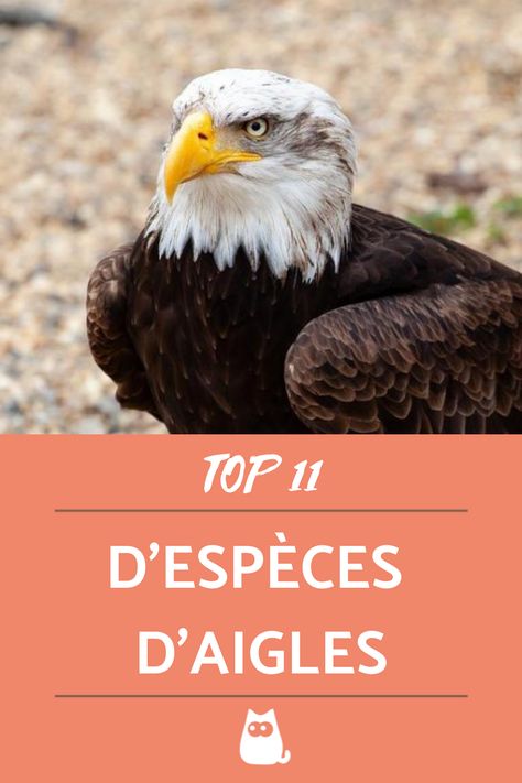 Les aigles sont les maîtres des cieux, ils dominent les nuages et nous regardent tous de haut. A part l'aigle royal, est-ce que vous connaissez d'autres espèces d'aigles ? On vous propose une liste de 11 espèces d'aigles ! #aigle #aigles #aigleroyal #aigleamericain #aigleoiseau #especedaigle #especesdaigles Aigle Royal, Bald Eagle, Crochet, Animals