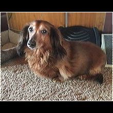 - Pennsylvania Dachshund Rescue - ADOPTIONS - Rescue Me! Dogs For Adoption Near Me, Dachshund Adoption, Dachshund Rescue, Post Animal, Dogs For Adoption, Dachshund Dog, Dachshund, Pennsylvania, Click Here