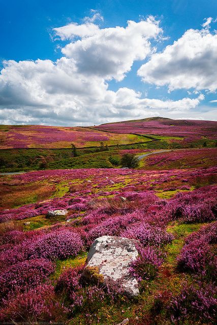 Fields of Heather, Yorkshire Dales, Yorkshire, England by Fragga on Flickr. Northern England, British Countryside, Yorkshire Dales, Beaux Villages, Yorkshire England, England And Scotland, English Countryside, Beautiful World, Beautiful Landscapes