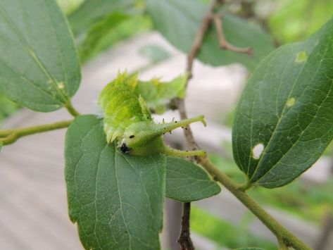 Japanese Emperor Caterpillar, Emperor Caterpillar, Japanese Emperor, Bug Collection, Cool Bugs, Beautiful Bugs, Arthropods, Insect Art, Arachnids