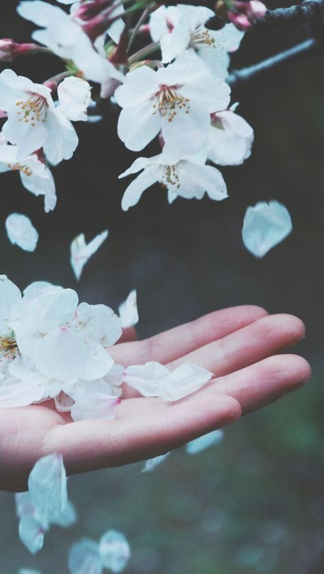 Falling Petals Aesthetic, Flying Flowers Drawing, Sakura Blossoms Aesthetic, Falling Flowers Tattoo, Flower Petals Aesthetic, Cherry Blossom Falling Petals, Falling Flower Petals, Falling Blossom, Cherry Blossoms Falling