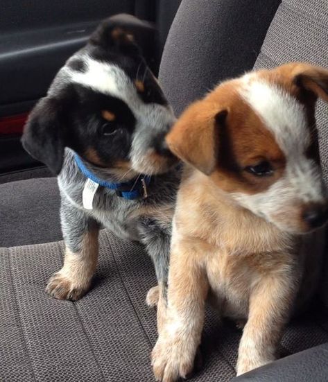 Blue and Red heeler puppies Australian Cattle Dog Puppy, Cattle Dog Puppy, Puppy Pals, Heeler Puppies, English Bull Terrier, Blue Heelers, Red Heeler, Cattle Dogs, Australian Cattle Dogs