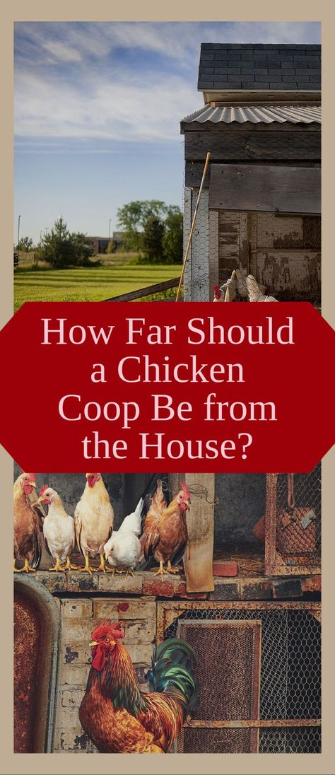 One of the most important considerations when choosing where to locate your chicken coop is how far it should be away from your home. People often place them too close to their house or close to their neighbor’s house, but this can lead to many problems such as unpleasant odors and flies bothering you. In this article, I will give you a few essential guidelines for how far away from your home your coop should be and why. Chicken Coop Near House, Where To Put Chicken Coop In Yard, Chicken Coop Next To House, Where To Put Chicken Coop, Chicken Coop Attached To House, Chicken Coop For 5 Hens, Predictor Proof Chicken Coop, Securing Chicken Coop, Starter Chicken Coop