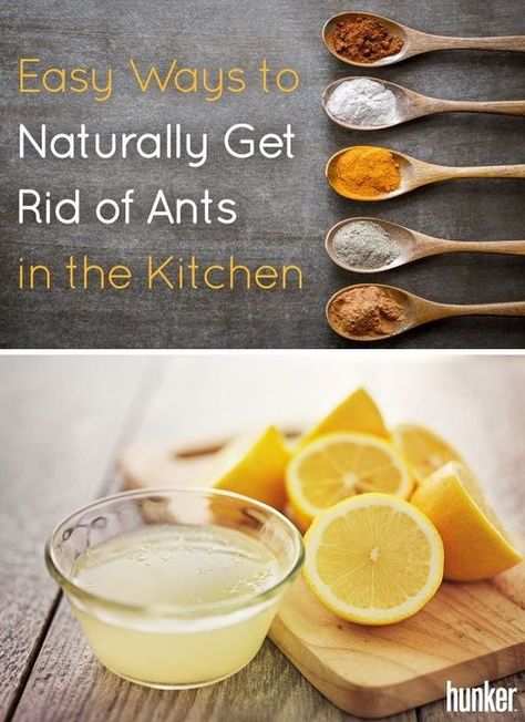 Home Remedies For Ants, Clean Apartment, Ant Repellent, Ant Problem, Ants In House, Rid Of Ants, Get Rid Of Ants, Ant Killer, Fire Ants