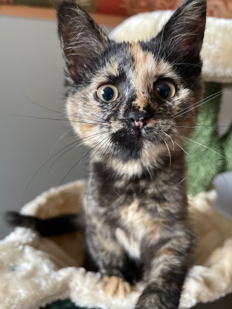 Tortoishell Kitten, Cats Tortoise Shell, Tortoise Shell Cats, Turtle Shell Cat, Tortoise Shell Kitten, Cat Tortoiseshell, Tortoiseshell Cat Personality, Tortoise Cat, Cat Personalities