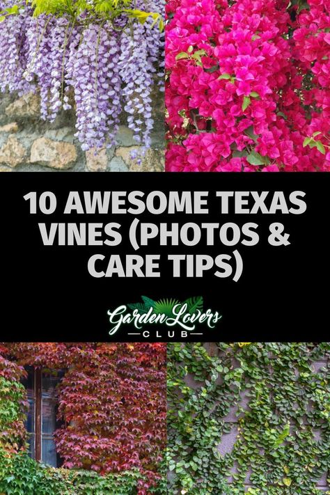 Regardless of whether you are gardening in the humid part of east Texas or the arid climate in the west, you will find more than a few great Texas vines you can plant. Texas English Garden, Texas Flowers Garden Ideas, Garden Design Texas, Texas Flower Garden Ideas, Texas Native Garden, East Texas Gardening, South Texas Gardening, Texas Perennials, East Texas Landscaping Ideas