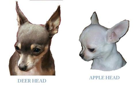 The difference between a Deer Head Chihuahua and an Apple Head Chihuahua Deer Head Chihuahua, Apple Head Chihuahua, Black Chihuahua, Teacup Chihuahua Puppies, Exotic Pet, Apple Head, Teacup Chihuahua, Chihuahua Lover, Chihuahua Love