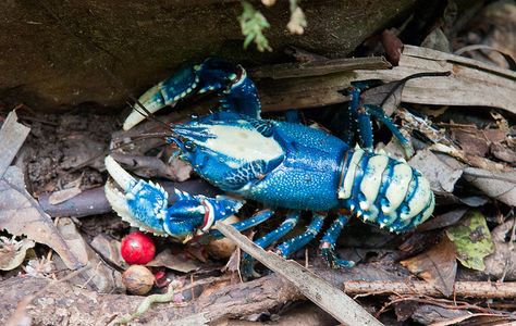 Lamington crayfish by danlmarmot, via Flickr Cape Cod Travel, Blue Lobster, Aquaponics Fish, Coat Of Many Colors, Rare Animals, Crustaceans, Animal Species, Freshwater Aquarium, Animal Sketches