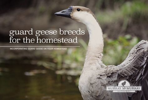 Geese Breeds, Vulture Culture, Guinea Fowl, The Homestead, Farm Stand, Hobby Farms, Off Grid Living, Farm Yard, Pet Health