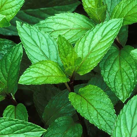 Peppermint Herb, Peppermint Tea Benefits, Peppermint Plants, Mint Water, Mint Leaf, Easy Plants To Grow, Mint Oil, Natural Fragrance Oil, Peppermint Leaves