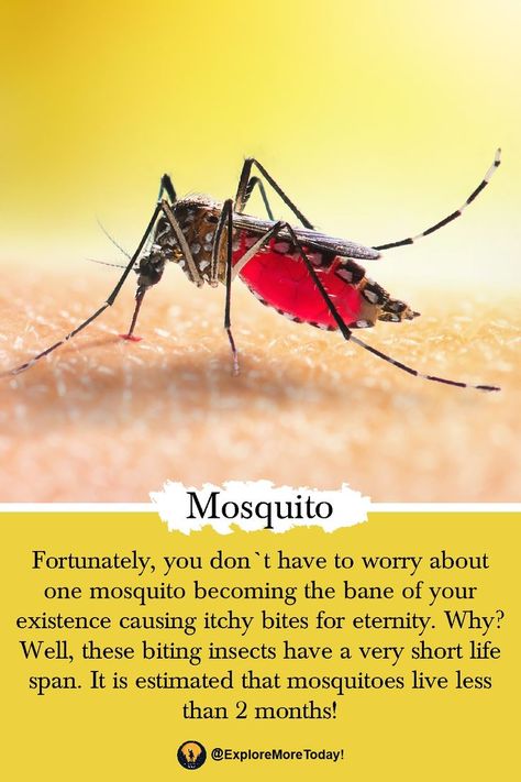 Amazing Facts About Mosquito Fact Of The Day, Did You Know Facts, Daily Facts, Real Facts, Amazing Facts, True Facts, Life Facts, Facts About, Insects