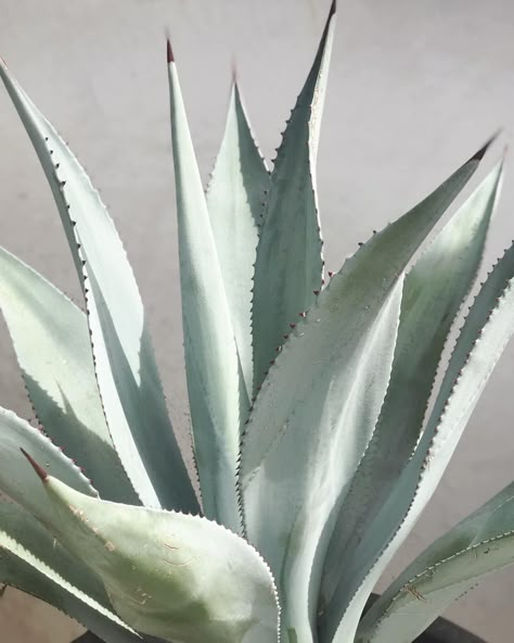 Agave Plant Aesthetic, Agave Aesthetic, Agave Plant Landscaping, Agave Painting, Agave Art, African Safari Lodge, Agave Plants, Plants Photo, Desert Theme