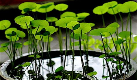 7 Sacred Herbs for Activating and Harmonizing the Chakras - Gotu kola Tanaman Air, Mini Pond, Container Water Gardens, Backyard Garden Landscape, Concrete Bowl, Natural Pond, Gotu Kola, Pond Design, Large Backyard