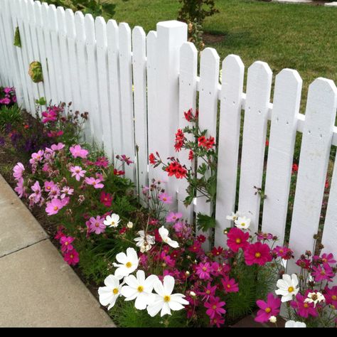 Short White Picket Fence Front Yard, Picket Fence Flowers, White Picket Fence With Flowers, White Fence With Flowers, Flower Fence Border, Garden Picket Fence Ideas, White Fence Front Yard, Flowers Along Fence, Pretty Fences