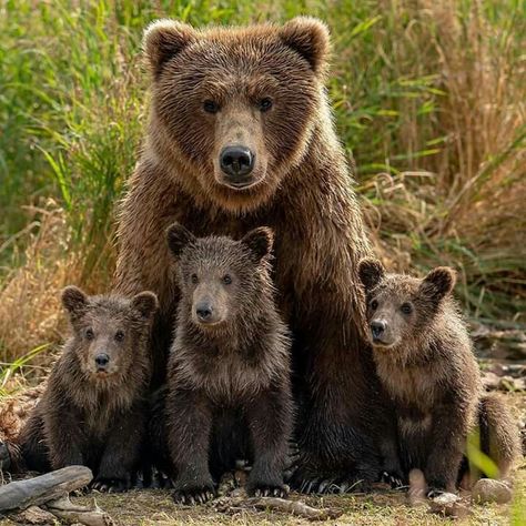 Bear Spray, Bear Pictures, Love Bear, Grizzly Bear, Black Bear, Animal Photo, Cute Bears, Brown Bear, Panda Bear