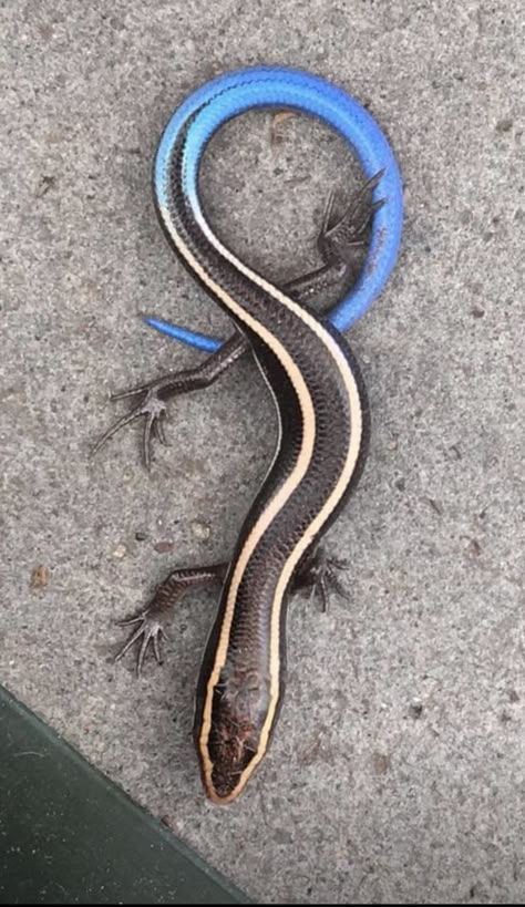 Blue tailed skink. Blue Tongue Skink Tattoo, Salamander Photography, Blue Tounged Skink, Skink Tattoo, Blue Tailed Skink, Salamander Tattoo, Blue Tongue Skink, Amazing Frog, Blue Tail