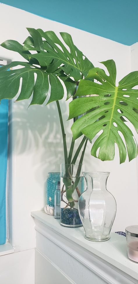 Indoor Water Plants Glass Vase, Monstera In Water Vase, Monstera Indoor, Water Gift, Log Cabin Ideas, Plants Decor, Monstera Plant, House Plants Decor, Community Center