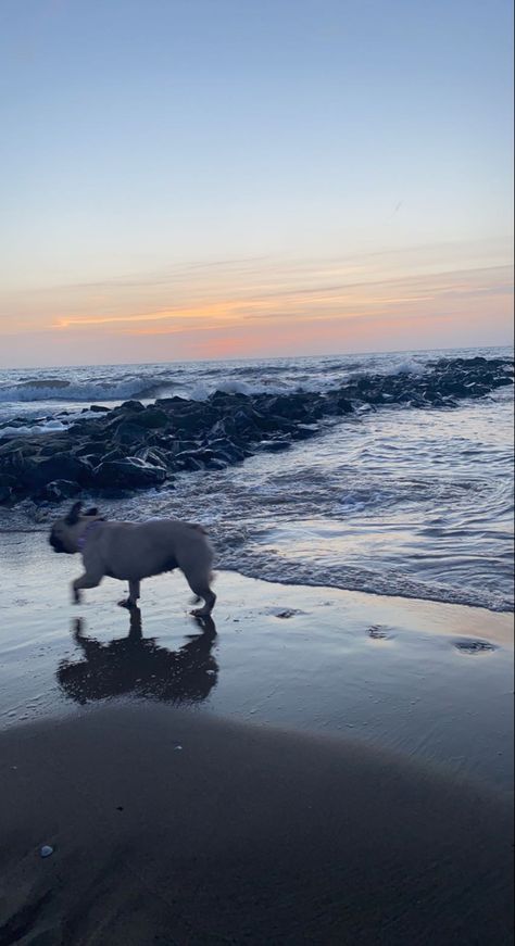 Frenchie Aesthetic, North Carolina Beach House, Dog Aesthetic, 2024 Goals, Visual Board, Sunset Aesthetic, Fashion Mood Board, Insta Stories, 2024 Vision