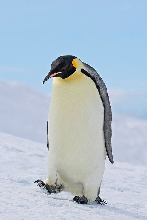 Penguin Facts, Penguin Pictures, Penguin Species, Penguin Love, Emperor Penguin, Cute Animals Puppies, Animal Study, Arctic Animals, Cute Penguins