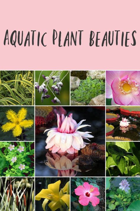 Terrestrial gardeners will find a new world of plants to grow and love when they turn an eye to aquatic beauties such as these. #watergarden #gardenpond #aquaticplants #gardendesign Aquatic Plant, Pond Water Features, Pond Plants, Garden Pond, Terrarium Plants, Plant Pictures, Summer Inspiration, Plant Combinations, Perfect Garden