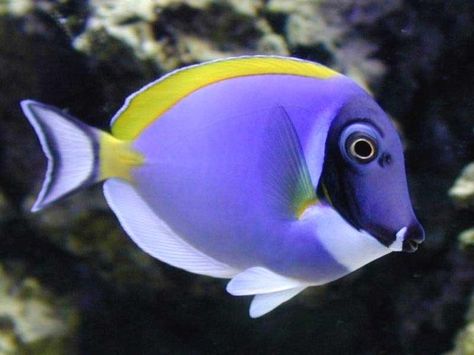 Surgeon Fish, Saltwater Aquarium Fish, Pretty Fish, Salt Water Fish, Deep Sea Creatures, Saltwater Tank, Beautiful Sea Creatures, Water Animals, Marine Aquarium