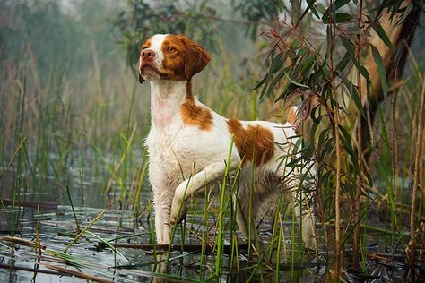 Brittany Dog Breed Information Brittany Spaniel Dogs, Akc Breeds, Brittany Spaniel, Group Of Dogs, Bird Dogs, American Kennel Club, Sporting Dogs, Spaniel Dog, Hunting Dogs