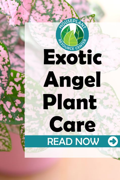 Exotic Angel is not a type of plant, but is actually a brand name trademarked by Hermann Engelmann Greenhouses, Inc. All Exotic Angel plants are grown in Exotic Angel greenhouses, which are now owned by Costa Farms, and are known for their quality. Exotic Angel takes great care to ship only healthy specimens, and plants more cuttings together than many other brands, which leads to fuller, lusher plants! Angel Plant Houseplant, Angel Plant, Common House Plants, Types Of Houseplants, Easy House Plants, Houseplant Care, Plant Care Tips, Plant Goals, Fiddle Leaf Fig Tree