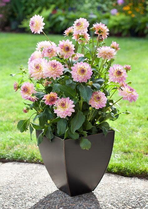 pink-dahlias-growing-in-container Dahlia In Containers, Dahlias In Garden, Dahlia Container Ideas, Dahlia In Pots Container Garden, Dahlia Container Garden, Dahlia Planter Ideas, Growing Dahlias In Containers, Dahlia In Pots, Dahlias In Containers