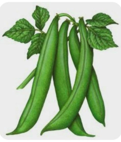 Green Bean Drawing, Beans Drawing, Beans Illustration, Grean Beans, Beans Image, Vegetable Drawing, Vegetable Illustration, Fruits Drawing, Watercolor Fruit