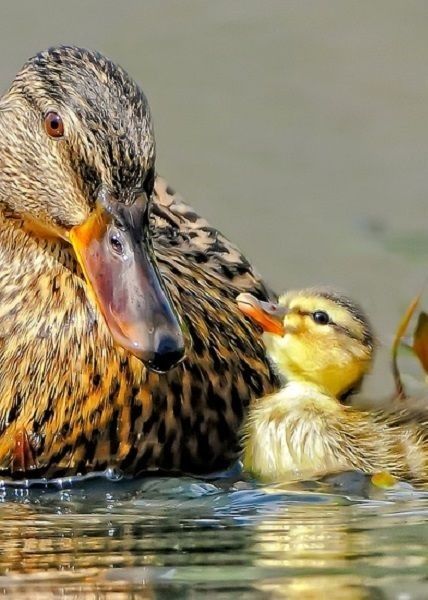 Duck Pictures, Baby Ducks, Pretty Birds, Sweet Animals, Animal Photo, Animals Friends, Birdy, A Mother, Beautiful Creatures