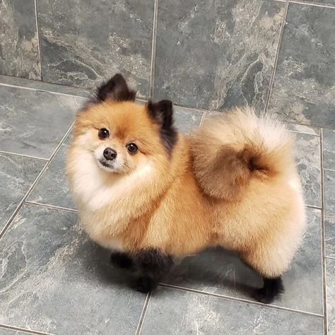 Pomeranian Puppy Haircut, Dog Grooming Styles, Creative Grooming, Dog Haircuts, Very Cute Puppies, Cute Pomeranian, Cute Little Puppies, Fluffy Dogs, Pomeranian Dog