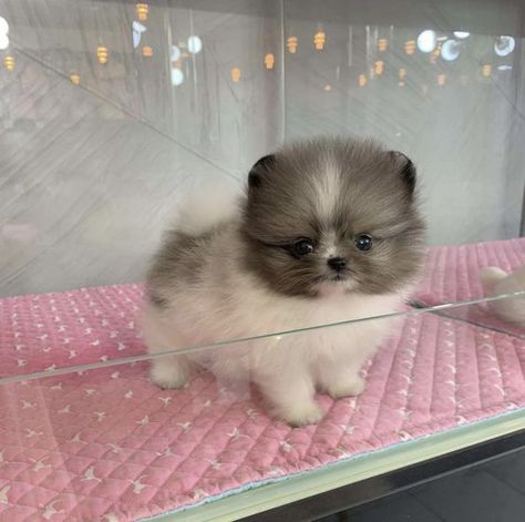 Pomeranian Mix Puppies, Pomeranian Pups, Cute Tiny Dogs, White Pomeranian Puppies, Miniature Dog Breeds, Cute Fluffy Puppies, Pomeranian Breed, Pomeranian Puppies For Sale, Pomeranian Puppy Teacup