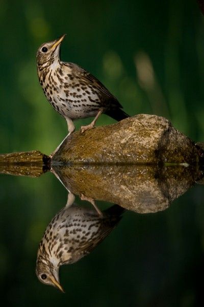 British Birds, British Wildlife, Deer, Birds, Animals, Beauty