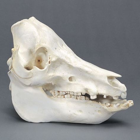 Straight Forehead, Pig Skull, Horse Skeleton, Tiger Skull, Fox Skull, Horse Skull, Wild Pig, Real Skull, Wet Specimen