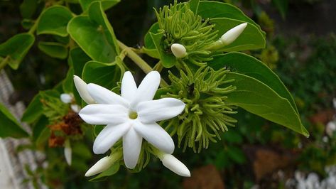 Do you know about Chameli Flower Plant? Here is the most detailed & updated information about Chameli Flowe, Care, and Benefits. Chameli Flower, Jasminum Sambac, Jasmine Fragrance, Indoor Flowering Plants, Jasmine Plant, Indian Flowers, Fragrant Plant, Jasmine Flower, Unique Fragrance