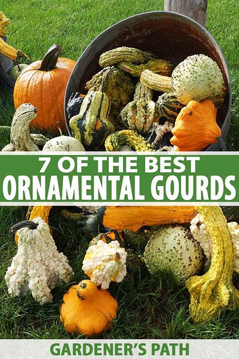 Ornamental gourds are easy to grow and add color and texture to your garden. Available in an array of shades, shapes, and sizes – they're perfect for brightening up the backyard or decorating your fall table. Learn about the different varieties and discover our 7 favorites with Gardener's Path. #gourds #gardenerspath Ornamental Gourds, Gourd Types, Budget Gardening, Homesteading Life, Homesteading Tips, Modern Homestead, Gorgeous Gourds, Fall Gardening, Vegetable Garden Tips