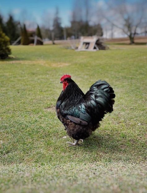 my large black orpington rooster on pasture Olive Egger, Heritage Chickens, Buff Orpington, Chicken Treats, Speckled Eggs, Egg Production, Brown Eggs, Backyard Chicken Coops, Egg Laying