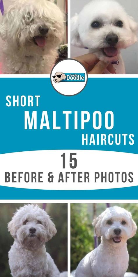 Short Maltipoo haircuts are becoming increasingly popular—and for good reasons! They’re incredibly practical and can be super cute as well. Know exactly what to request at the groomer with these short Maltipoo haircut ideas. These 15 before and after pictures of Maltipoo summer cuts will help describe to your groomer exactly what you have in mind! Malti Poo Haircut, Cute Maltipoo Haircut, Chipoo Haircut, White Maltipoo Haircut Styles, Short Dog Haircut, Short Maltipoo Haircut, Malti Poo Haircut Styles, Malshipoo Haircuts, How To Groom A Maltipoo At Home