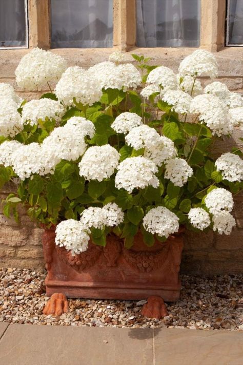 Hydrangeas prefer partial shade or morning sun with afternoon shade. Avoid direct, harsh sunlight as it can scorch the leaves. Keep the soil consistently moist but not waterlogged. Hydrangeas require regular watering, especially during hot and dry periods. This post contains an affiliate link whcih adds no cost to you. Hydrangea In Pots, Hydrangea Incrediball, Tree Hydrangea, Incrediball Hydrangea, Annabelle Hydrangea, Hydrangea Quercifolia, Hydrangea Bloom, Blue Plants, Overwintering