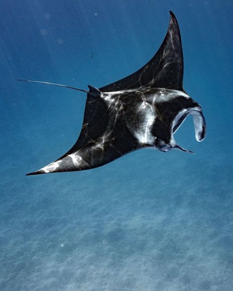 #oceanlife #ocean #mantaray Manta Ray Pictures, Reef Manta Ray, Sting Ray Photography, Ceramic Manta Ray, Aesthetic Stingray, Manta Ray Aesthetic, Ocean Home Screen, Mantaray Tattoo, Mobula Ray