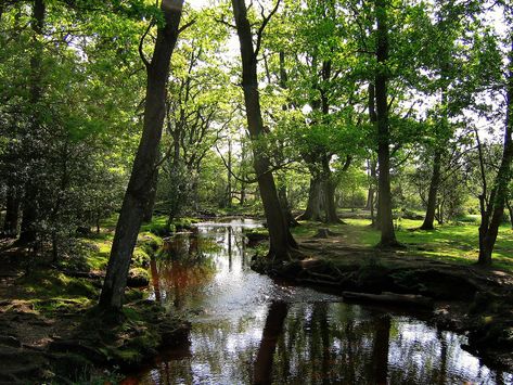 Edge Of The Forest, Waterloo Station, Hampshire England, The New Forest, Bird Song, Cascade Waterfall, England And Scotland, New Forest, Outdoor Landscaping